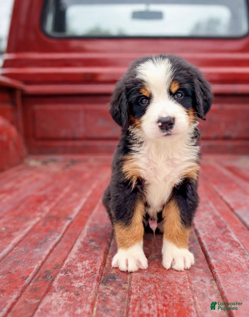 Bernese Mountain Dog dogs Johnny - Ad 1