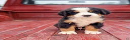 Bernese Mountain Dog dogs for sale: Johnny - Ad 1