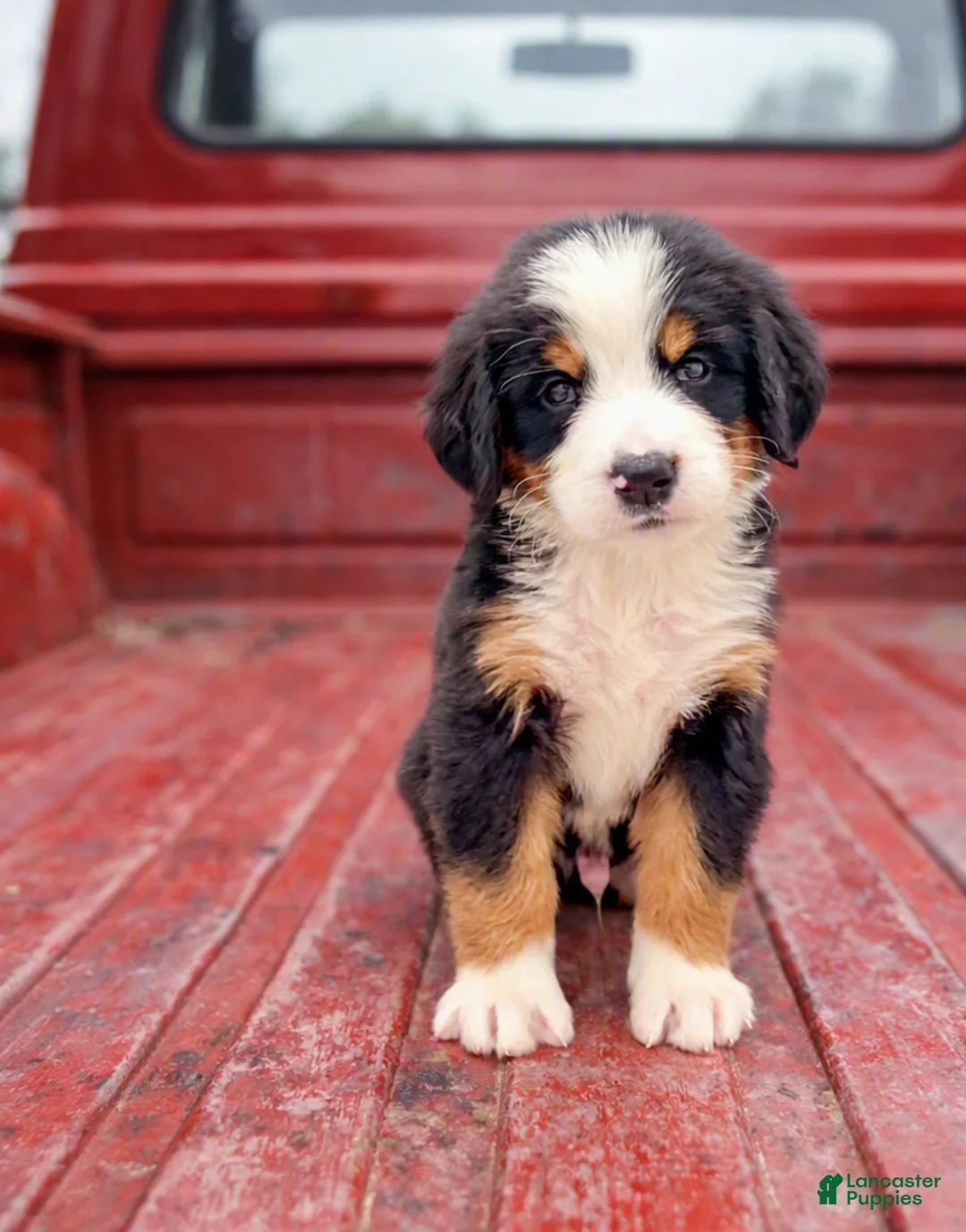 Bernese Mountain Dog dogs for sale: Johnny - Ad 1