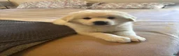 Siberian Husky dogs for sale: Siberian Husky 1 - Ad 9