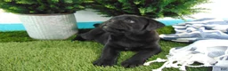 Mixed Breed dogs for sale: Sasha - Ad 8