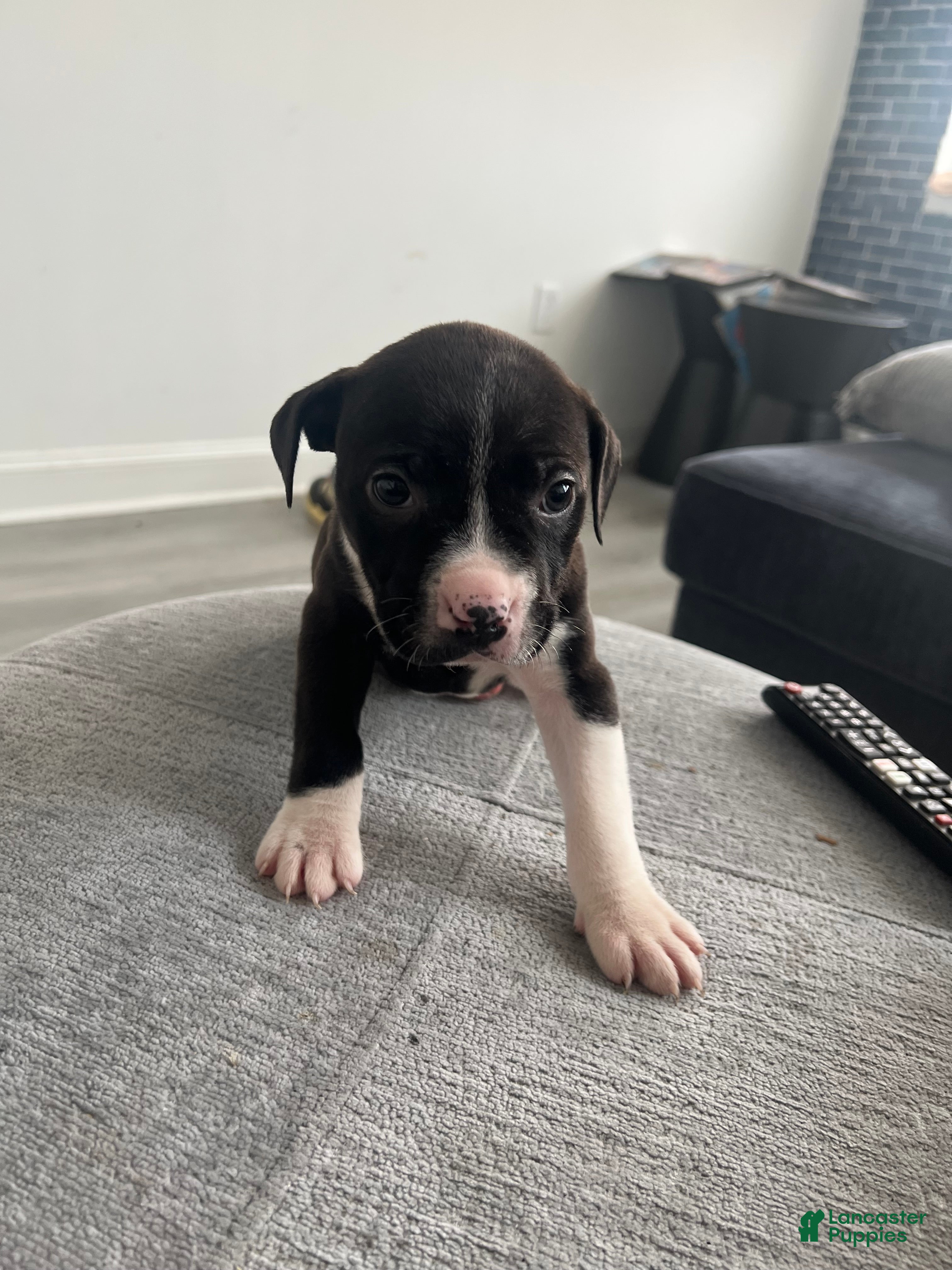 American Bully dogs American Bully Puppy 4 - Ad 4