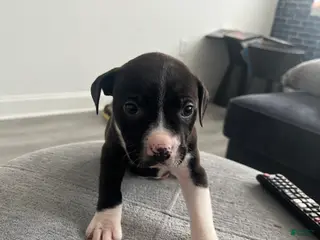 American Bully dogs American Bully Puppy 4 - Ad 4