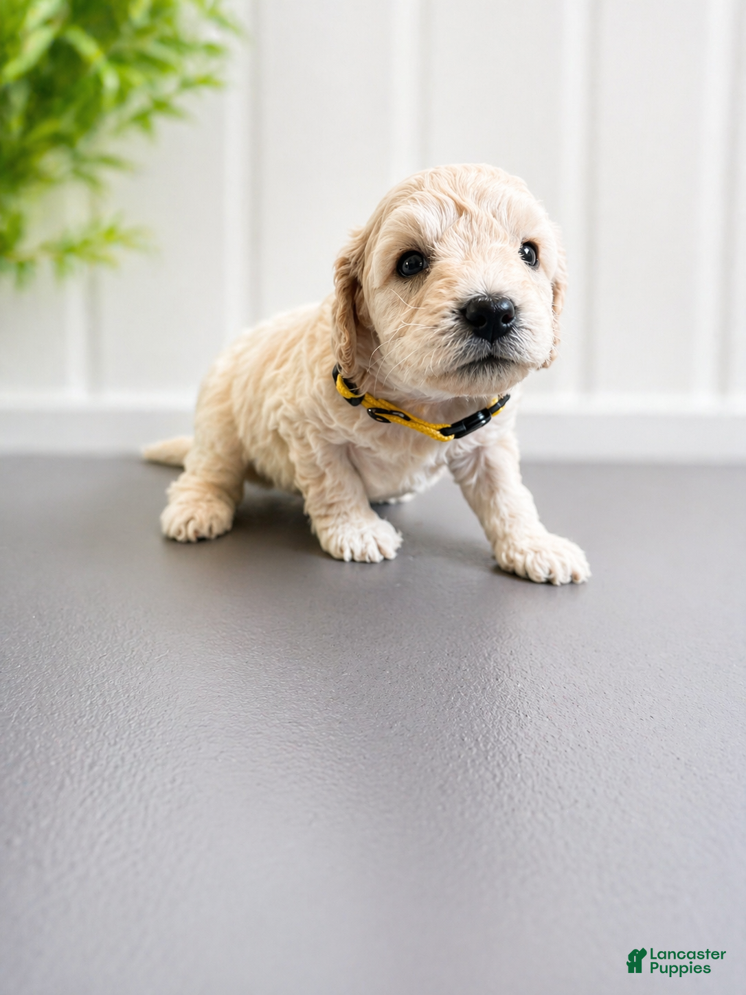 Mini Goldendoodle dogs Luke Combs - Ad 1