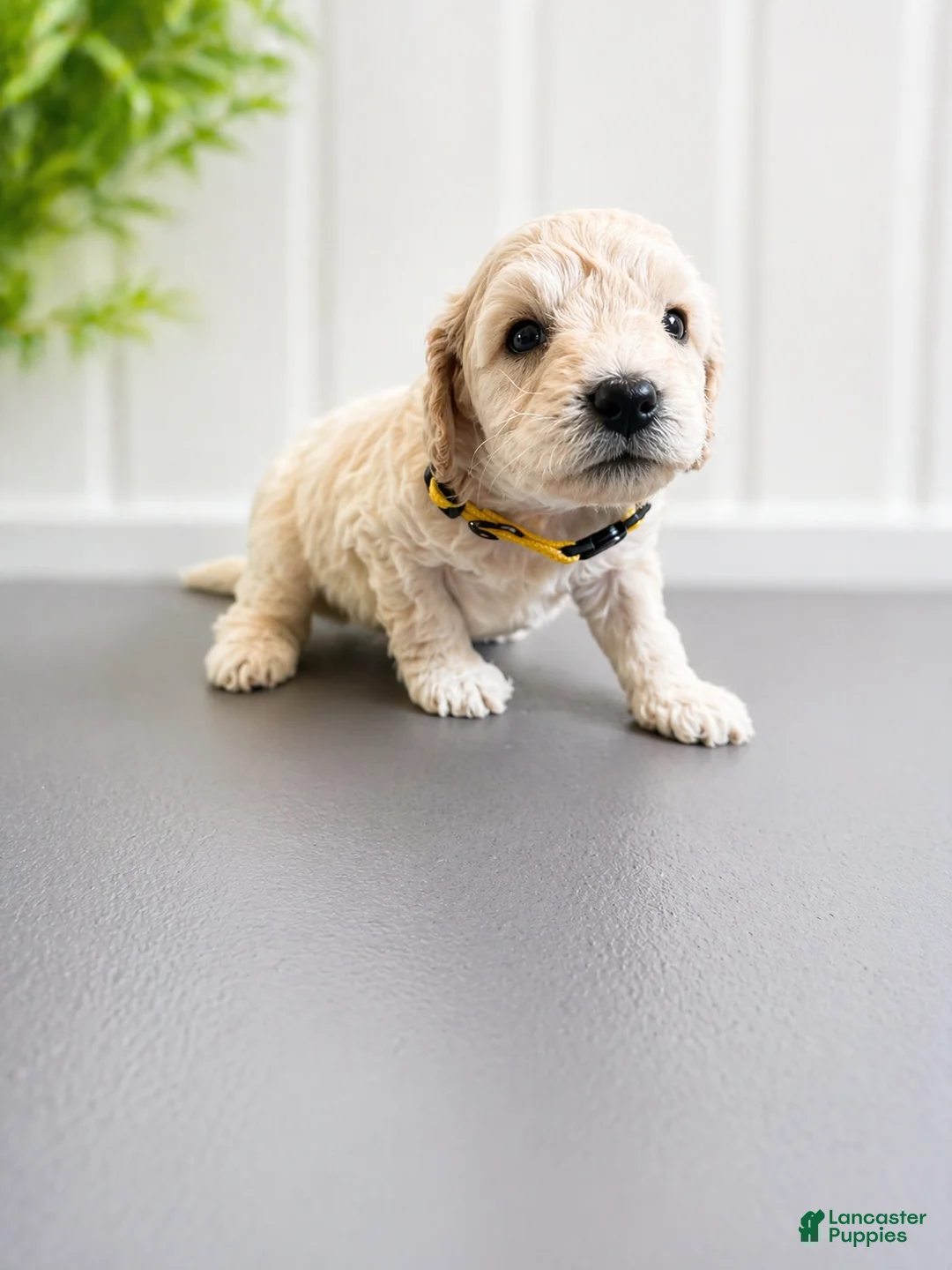 Mini Goldendoodle dogs for sale: Luke Combs - Ad 1
