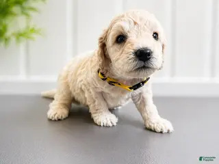 Mini Goldendoodle dogs for sale: Luke Combs - Ad 4