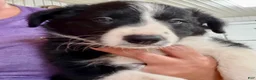 Border Collie dogs for sale: Toby - Ad 3