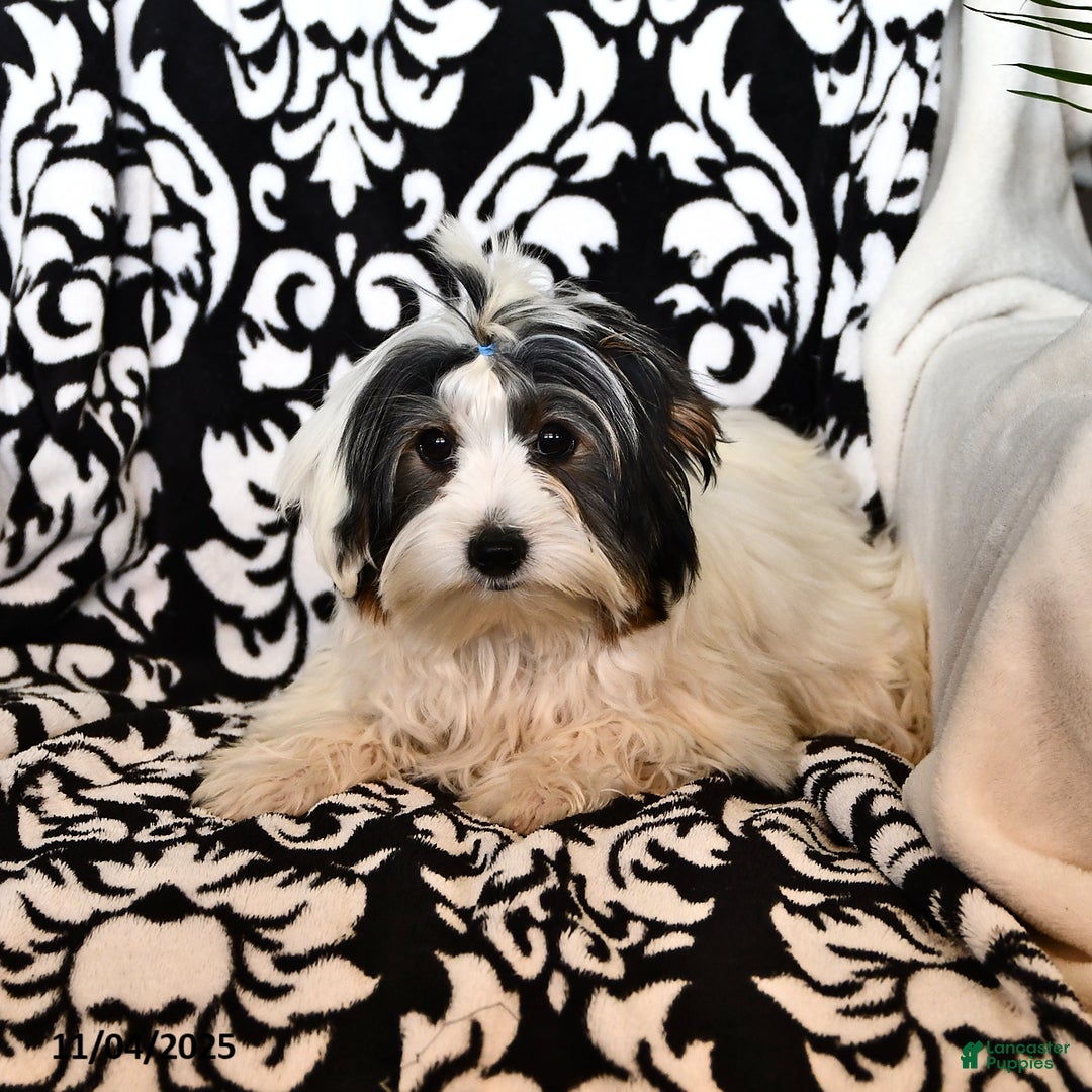 Biewer Terrier dogs for sale: Mervin - Ad 2