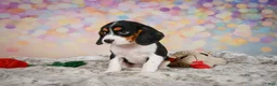 Beaglier dogs for sale: Bailey - Ad 5
