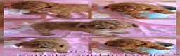 Goldendoodle dogs for sale: Rose_Female - Ad 1