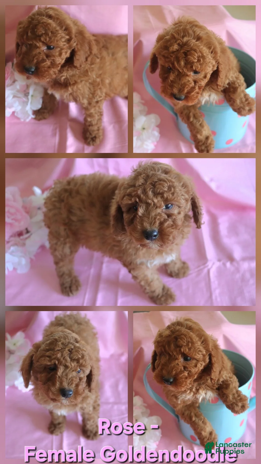 Goldendoodle dogs for sale: Rose_Female - Ad 1