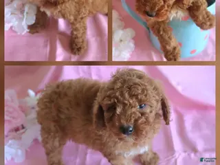 Goldendoodle dogs Rose_Female - Ad 20