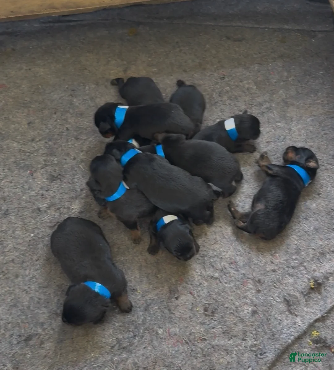 Rottweiler dogs for sale: Rottweiler Puppy 2 - Ad 1