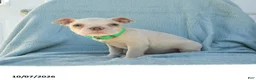 Boston Terrier dogs for sale: Tarzan - Ad 2