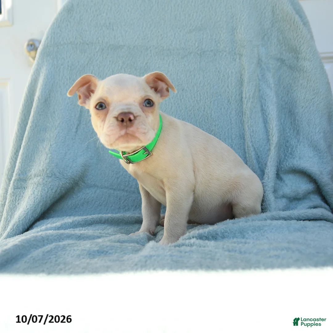 Boston Terrier dogs for sale: Tarzan - Ad 2