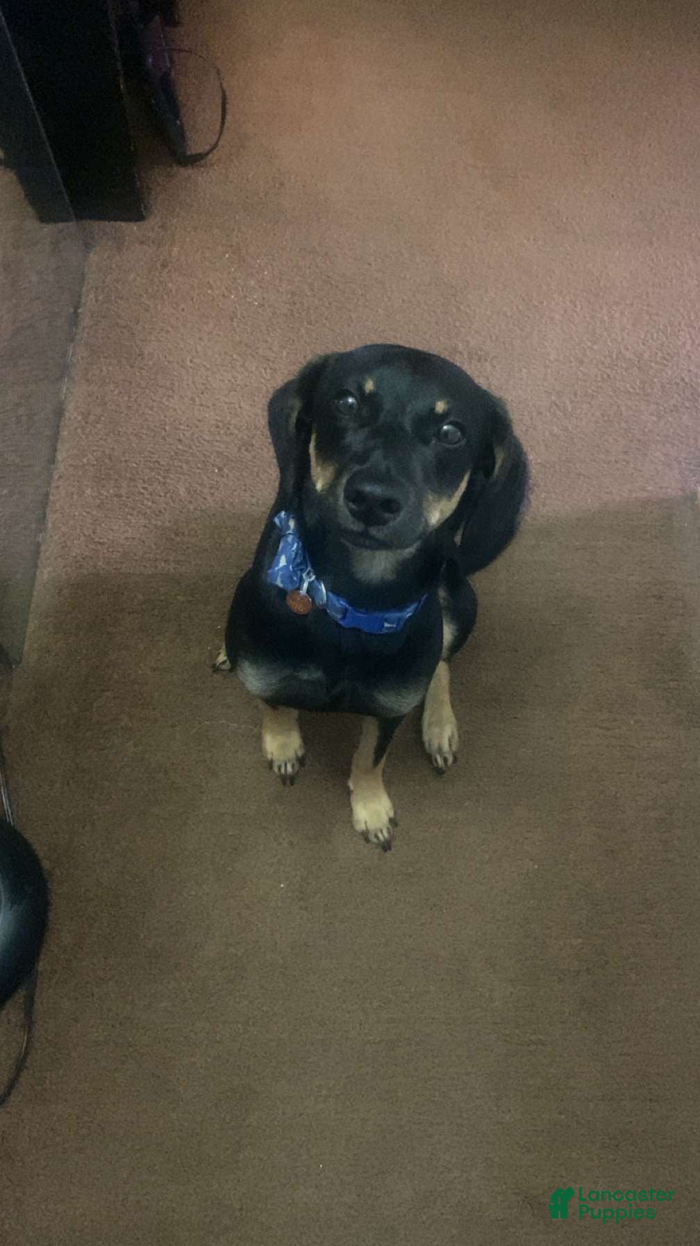 Mixed Breed dogs Mixed Breed 1 - Ad 1