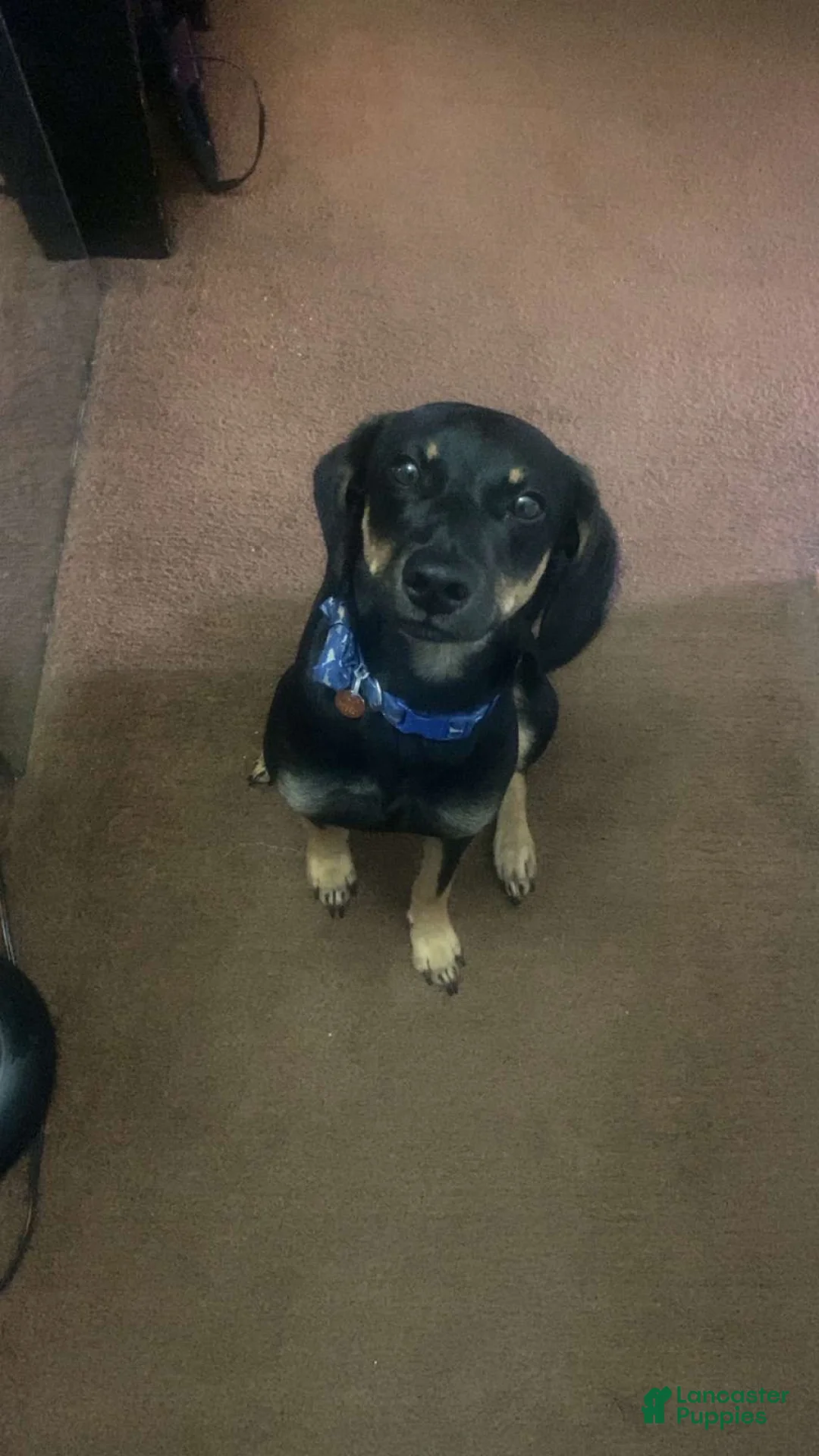 Mixed Breed dogs for sale: Mixed Breed 1 - Ad 1