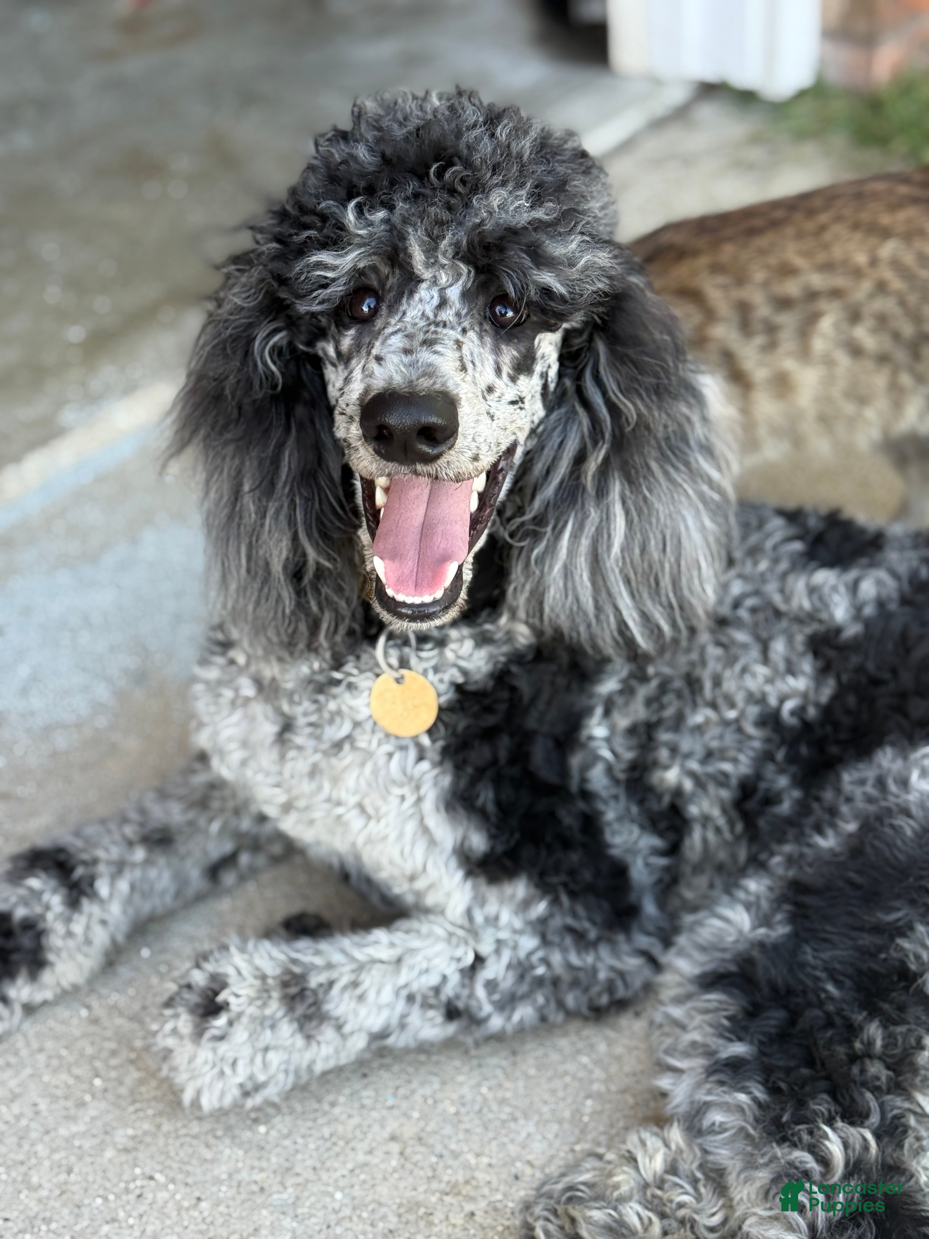 Standard Poodle dogs Ember - Ad 2