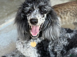 Standard Poodle dogs Ember - Ad 16