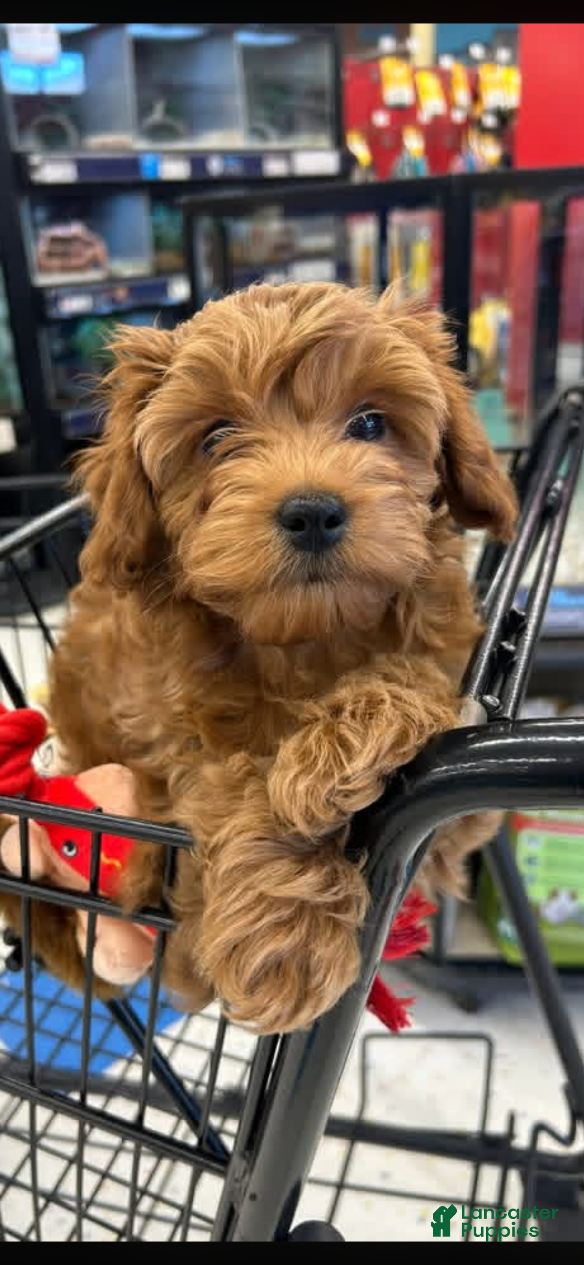 Mini Goldendoodle dogs Gigi Therapy Mini Goldendoodle SO CALM SO SMART - Ad 1