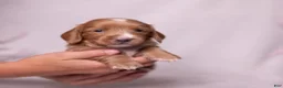 Miniature Dachshund dogs for sale: Taffy - Ad 7