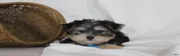 Morkie dogs for sale: Milo - Ad 5