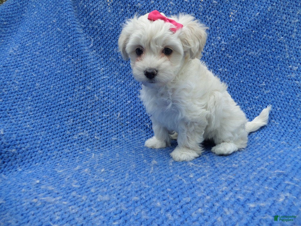 Malshi dogs Layna - Ad 8