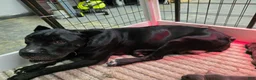 Cane Corso dogs for sale: Cane Corso 1 - Ad 5
