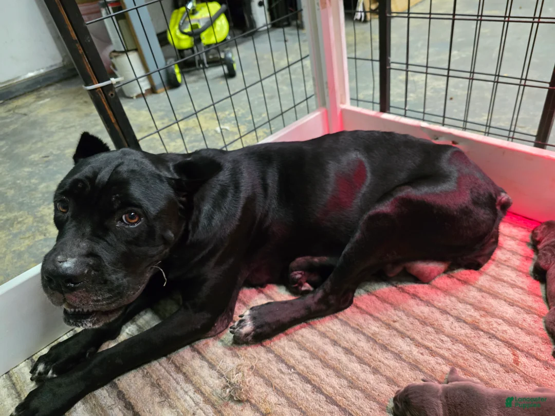 Cane Corso dogs for sale: Cane Corso 1 - Ad 5