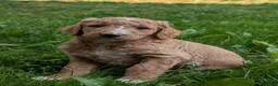 Goldendoodle dogs for sale: Tyson  - Ad 14