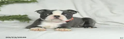 Boston Terrier dogs for sale: Cookie - Ad 5