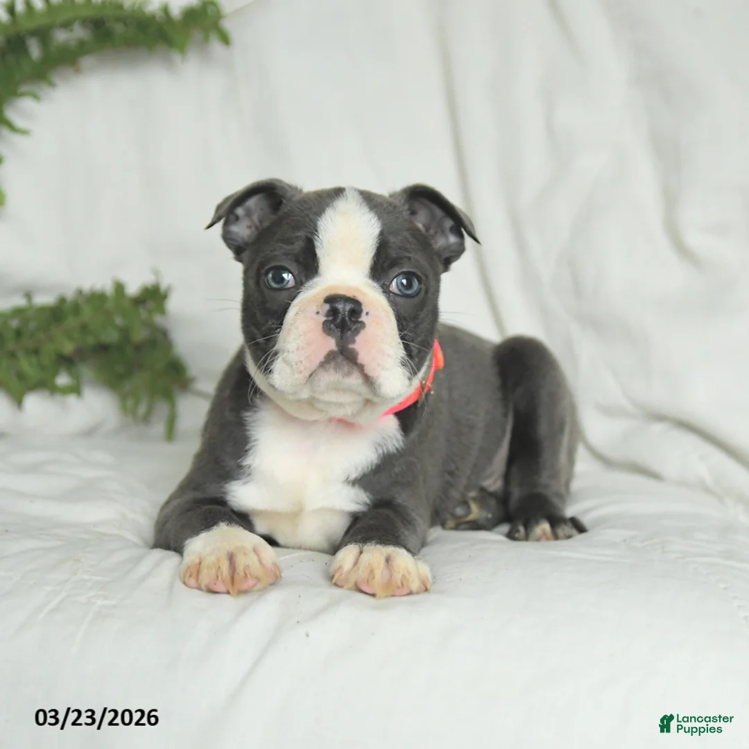 Boston Terrier dogs for sale: Cookie - Ad 5
