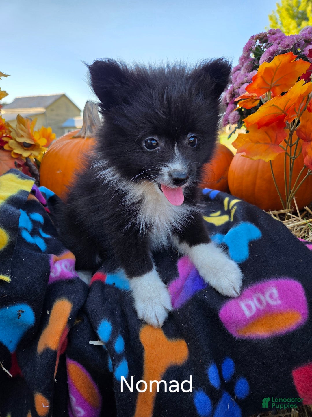 Pomeranian dogs for sale: Nomad - Ad 8