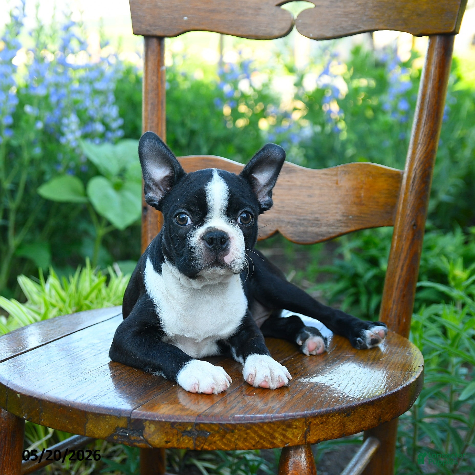 Boston Terrier dogs Vadar  - Ad 2