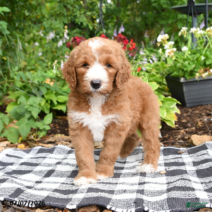 Goldendoodle dogs Raffi - Ad 1