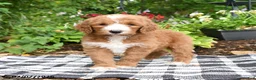 Goldendoodle dogs for sale: Raffi - Ad 1