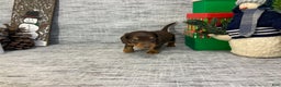 Miniature Dachshund dogs for sale: Nick - Ad 2