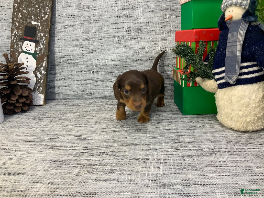 Miniature Dachshund dogs for sale: Nick - Ad 2