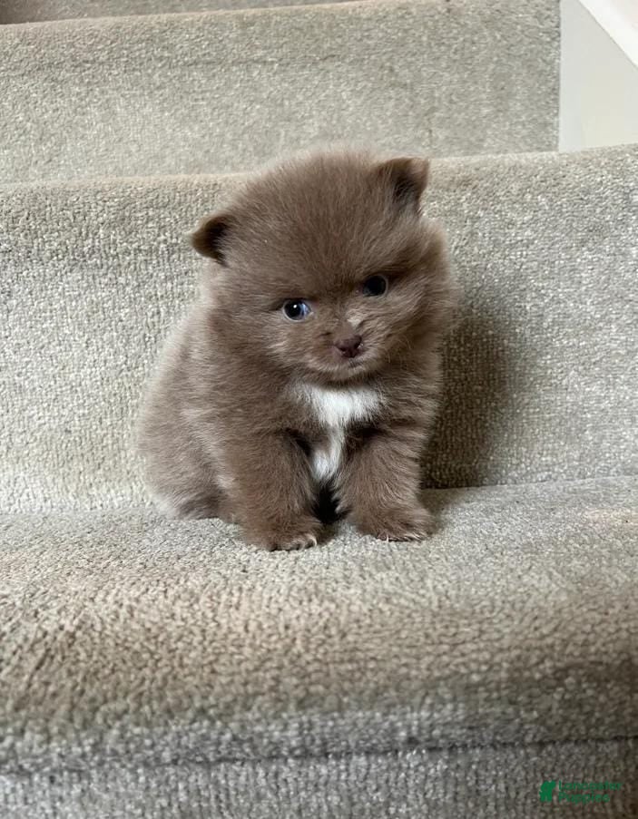 Pomeranian dogs Maya - Ad 35