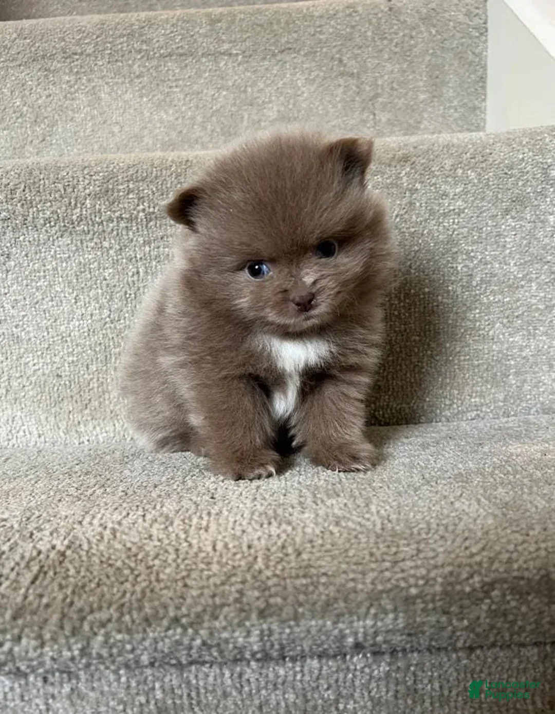 Pomeranian dogs for sale: Maya - Ad 1