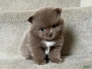 Pomeranian dogs Maya - Ad 35