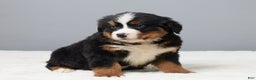 Bernese Mountain Dog dogs for sale: Fritz - Ad 5