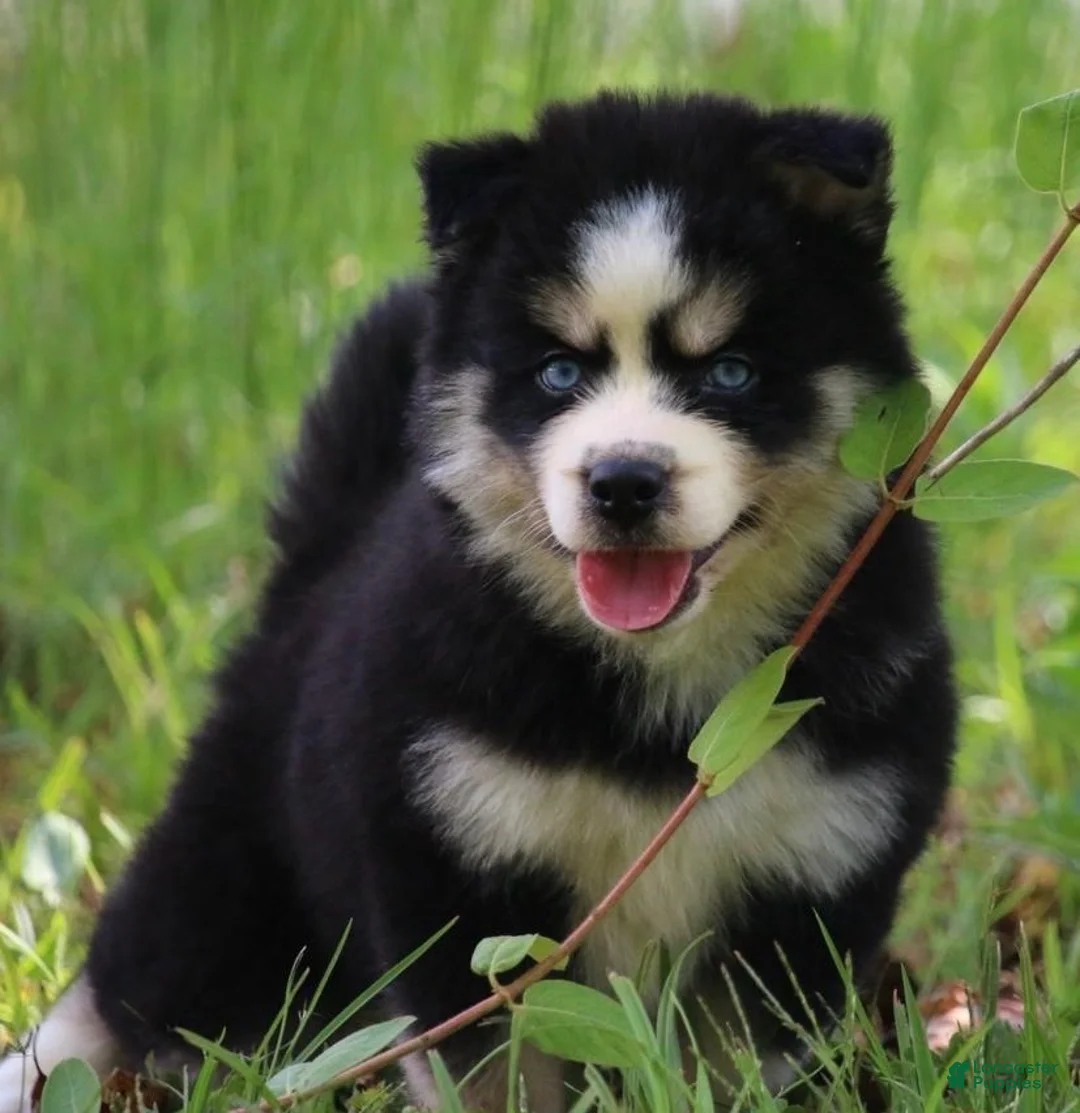 Pomsky dogs for sale: Flurry - Ad 3