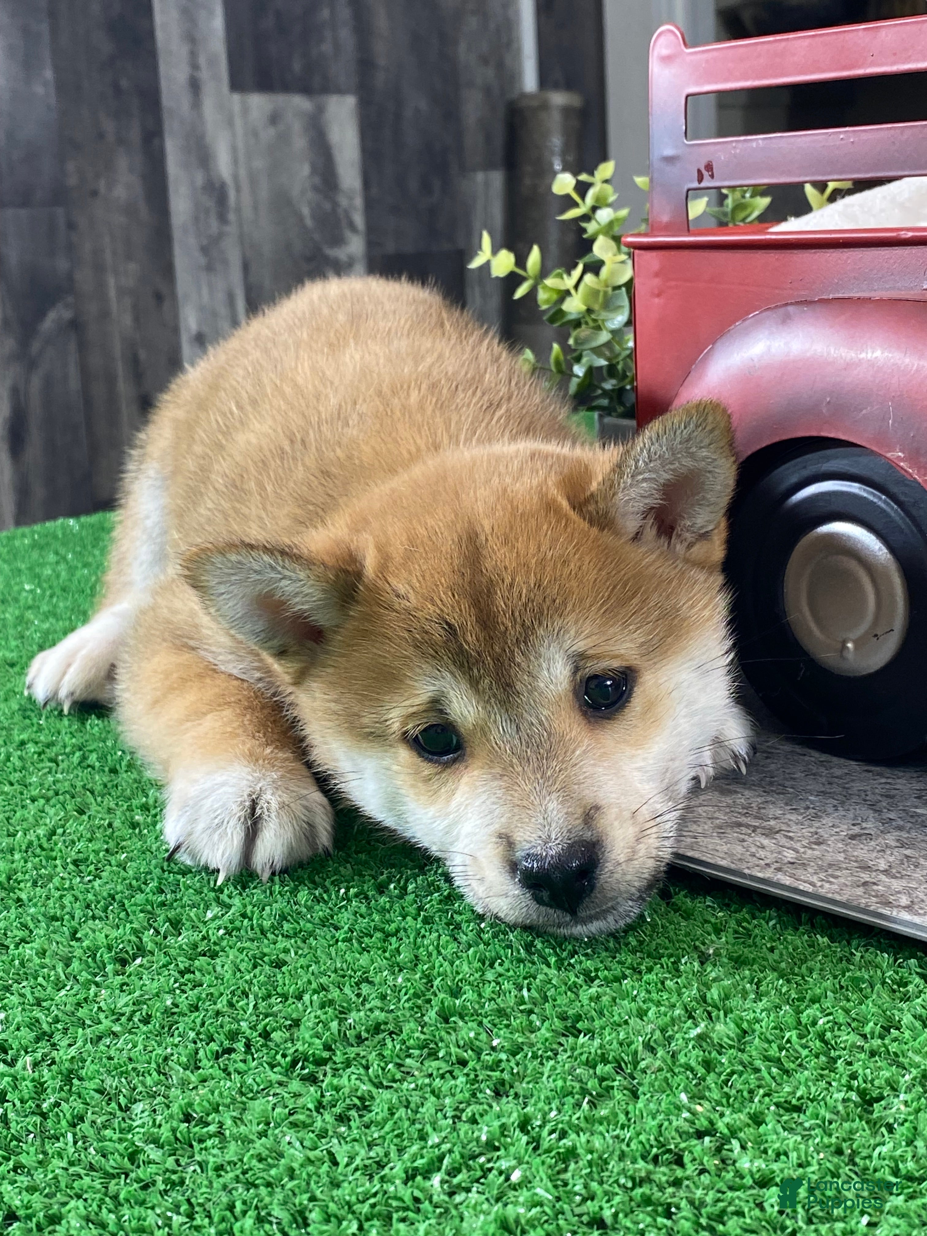 Shiba Inu dogs Ida - Ad 8