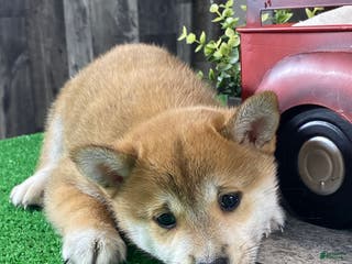 Shiba Inu dogs Ida - Ad 18