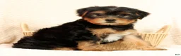 Yorkshire Terrier dogs for sale: Connor - Ad 3