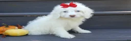 Cockapoo dogs for sale: Angel - Ad 4