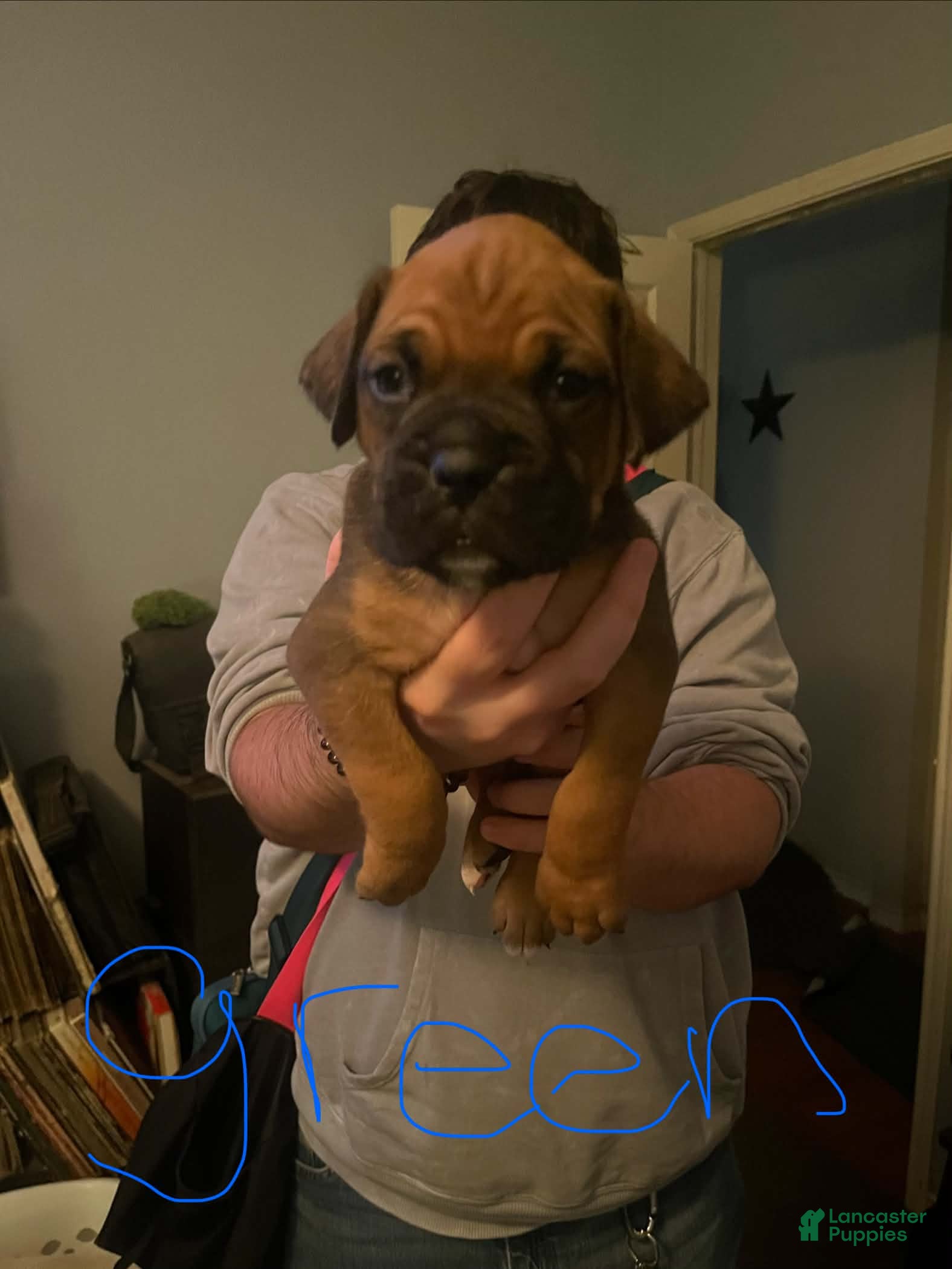 Boxer dogs Boxer 1 - Ad 14