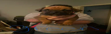 Boxer 1