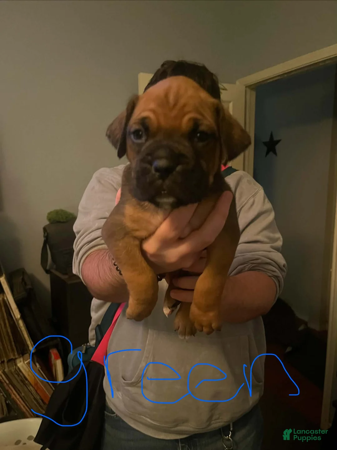 Boxer dogs for sale: Boxer 1 - Ad 1